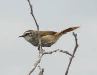 Necklaced Spinetail